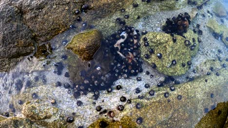 A-colony-of-Blueband-hermit-crabs-eating-away-at-a-dead-sea-creature-in-a-shallow-tide-pool-ocean-habitat