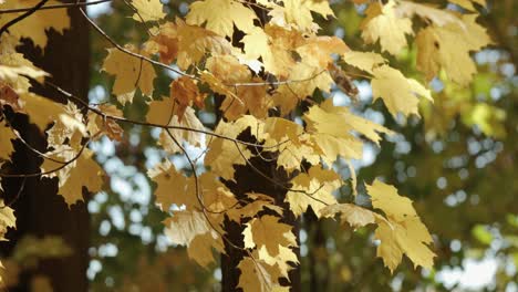 Schöne-Herbstahornblätter-Verfärben-Sich-Während-Der-Herbstsaison-In-Gatineau,-Quebec