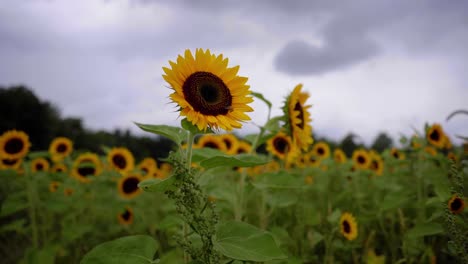 Low-angle-medium-shot-of-a-sunflower-in-a-sunflower-farm-on-a-summer-day