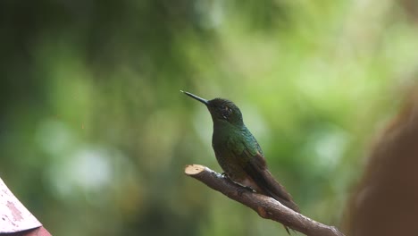 Macro-Close-Up-of-a-beautiful-hummingbird-standing-on-a-branch