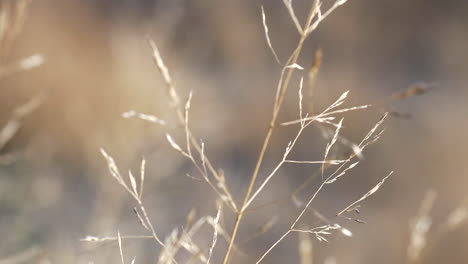 Close-up-of-tips-of-long-brown-grass-and-it’s-flowers,-nature-shot