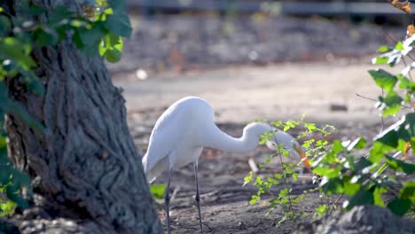 A-Great-Egret-plays-with-a-fish-before-eating-it