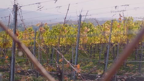 Walking-sideways-through-huge-colourful-vineyard-and-grapevines-during-autumn-in-Stuttgart,-Germany-in-4k