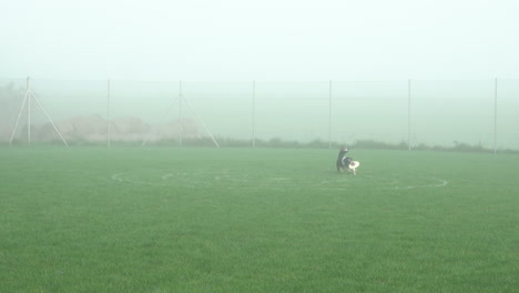 Brown-Border-Collie-jumps-and-catches-frisbee-of-a-gloomy-foggy-day-on-green-grass-field