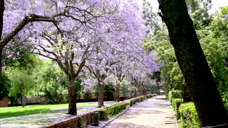 árboles-De-Flores-De-Color-Púrpura-A-Lo-Largo-De-La-Pasarela-En-El-Parque-Urbano-árbol-De-Jacaranda