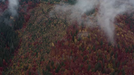 Autumn-forest-scene-with-clouds,-aerial-drone-tilt-up-shot