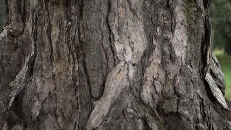 Old-dead-tree-trunk-close-up-panning-shot