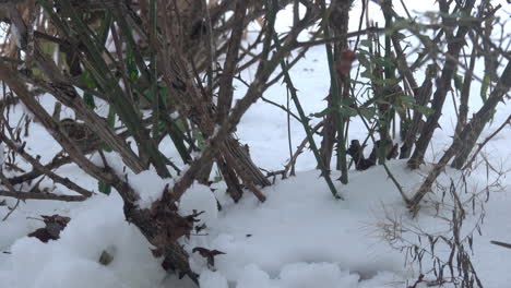 White-throated-sparrows--move-through-the-snowy-underbrush