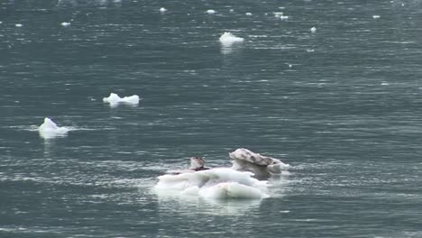 Eis,-Das-In-Den-Gewässern-Der-Bucht-Des-Glacier-Bay-National-Park,-Alaska,-Schwimmt