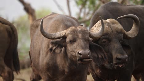 Afrikanische-Kaffernbüffel-Kuh-Und-Bulle-Kauen-Friedlich-In-Der-Nachmittagssonne-Wieder