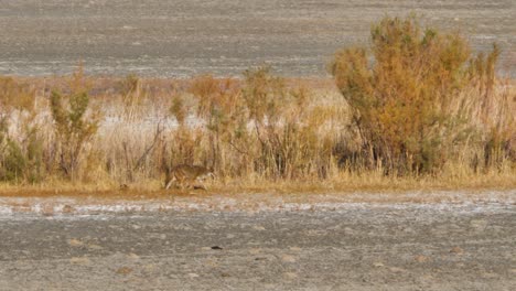 A-coyote-walks-along-the-desert-landscape-looking-for-prey---slow-motion