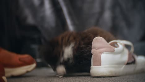 A-cute-fluffy-black-and-white-kitten-plays-with-some-shoe-laces