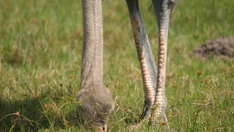 Close-up-of-an-ostrich-using-its-beak-to-peck-at-seeds-in-the-grass