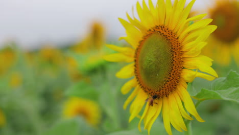 Sonnenblume-Mit-Einer-Honigbiene-Auf-Dem-Pollen,-Der-Mitten-Auf-Einem-Feld-Im-Wind-Weht