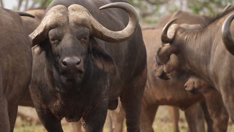 Bull-African-Cape-Buffalo-has-expressive-face,-chewing-cud-in-herd