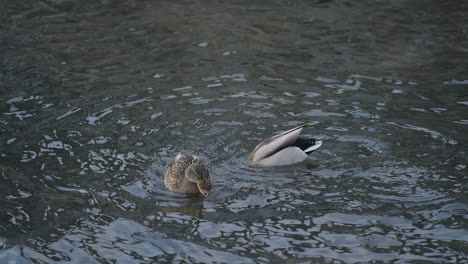 A-Couple-Of-Mallard-Ducks-Swim-In-The-River---high-angle-shot