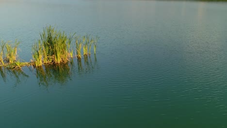 Tranquil-water-of-Frydman-lake-with-reeds-in-Poland,-aerial