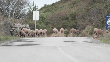 Ein-Süßer-Schäferhund,-Der-Eine-Schafherde-Hütet,-Während-Er-Gras-Entlang-Der-Straße-In-Der-Berggegend-Im-Naturpark-Serra-De-Aire-Und-Candeeiros-In-Portugal-Weidet---Zeitlupe