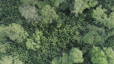 árboles-De-Bayas-De-Acai-En-La-Selva-Amazónica-Tiro-Aéreo-En-Movimiento