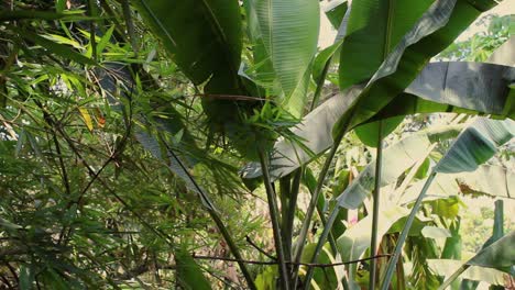 Tropische-Pflanzen,-Regenwalddschungelpflanze-Als-Natürlicher-Blumenhintergrund
