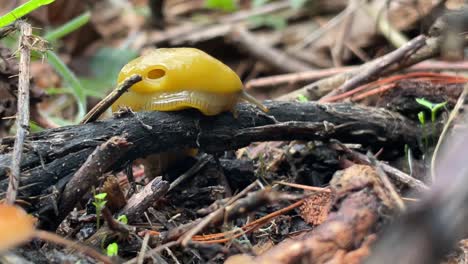 Bright-yellow-Banana-slug-in-the-wild