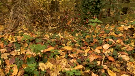 Schöne-Herbstblätter,-Die-Im-Dorf-Asfordby-Valley-In-Der-Nähe-Von-Melton-Mowbray-In-Der-Englischen-Grafschaft-Leicestershire-Auf-Dem-Boden-Liegen