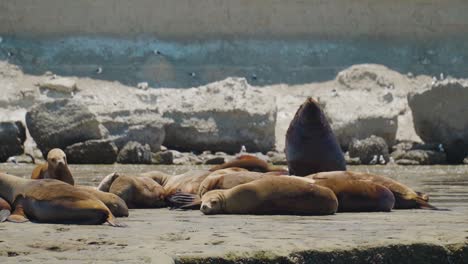Male-sea-lion-surrounded-by-several-females-on-patagonian-colony---Parallax-slowmotion