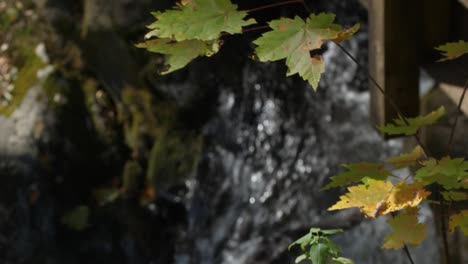 Autumn-leaves-over-waterfall-flowing-under-bridge,-60fps