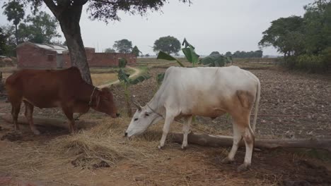 Cows-eating-grass-on-a-dirt-road,-next-to-farm-land-and-pasture-in-India