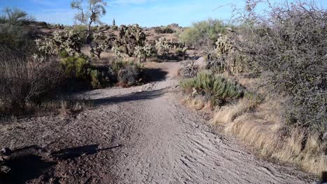 Desert-trail-run-Phoenix-Valley