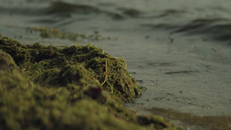 Close-view-of-waves-hitting-a-bunch-of-green-algae-on-the-beach