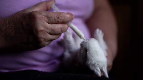 Older-caucasian-woman-feeding-motherless-baby-rabbit-with-milk-in-the-syringe
