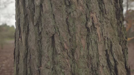 Nahaufnahme-Der-Baumrinde-In-Einem-Wald-In-England-Großbritannien-Im-Herbst