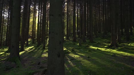 Ein-Pinienwald-Mit-Sonnenschein-In-Zeitlupe-Mit-Schatten