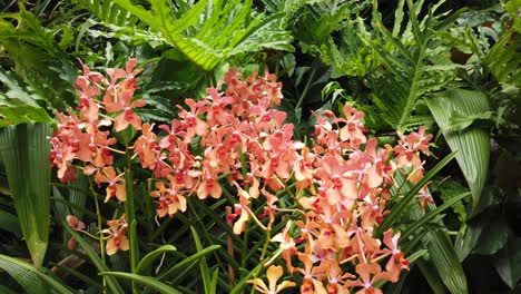 Red-yellow-and-orange-colour-cymbidium-Orchid-plant-surrounded-with-monstera-in-Botanical-garden-Singapore