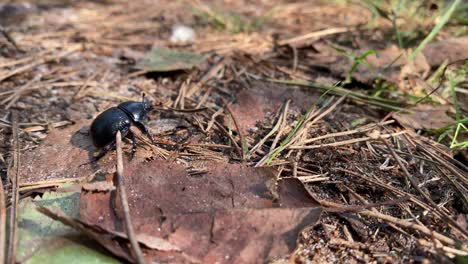 A-black-beetle-crawls-on-dry-foliage-in-the-forest-on-a-sunny-day