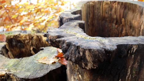 Hollow-Autumn-tree-stump-closeup-seasonal-woodland-leaves-on-forest-floor-dolly-left
