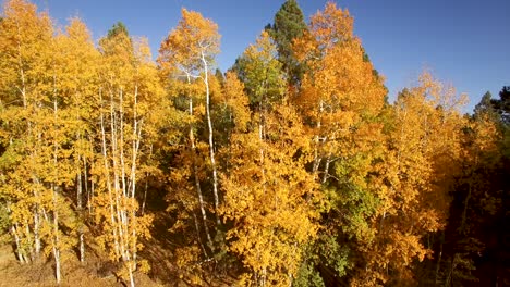 Aerial,-drone,-slow-ascent-from-ground-level-to-the-tops-of-yellow-and-golden-fall-foliage,-Flagstaff,-Arizona