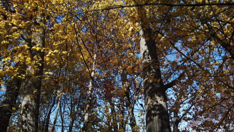 Eine-Schnelle-Aufwärtsbewegung-Von-Einem-Wunderschönen-Wald-In-Bodennähe-Zu-Den-Baumkronen-Und-Dem-Himmel,-Die-Herbstfarben-Zeigen