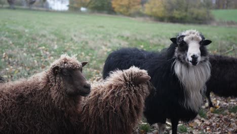 Group-of-sheep-in-the-meadow-looking-at-camera,-medium-shot