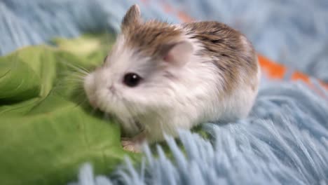 Kleiner-Hamster,-Der-Gemüse-Langsam-Isst