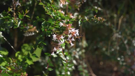 Colibrí-Japonés-Polilla-Halcón-Bebiendo-Néctar-De-Flores-Blancas