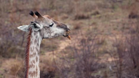 Giraffe-Kaut-Tierknochen,-Während-Sanfter-Regen-In-Die-Trockene-Afrikanische-Savanne-Fällt