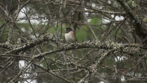 Pájaro-Junco-De-Ojos-Oscuros-Sentado-En-Un-árbol-Durante-La-Primavera-En-Columbia-Británica