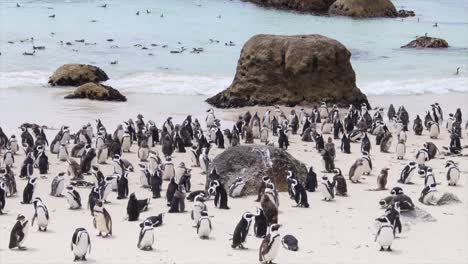 Concurrida-Playa-De-Cantos-Rodados,-False-Bay-Ciudad-Del-Cabo,-Hogar-De-Pingüinos-Africanos
