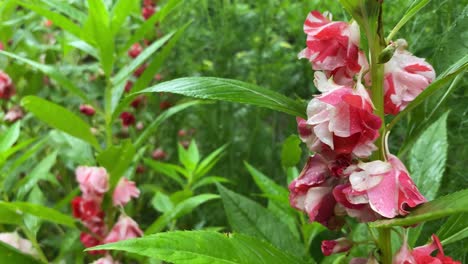 Red-White-Tropical-Flowers-in-Green-Landscape,-Close-Up