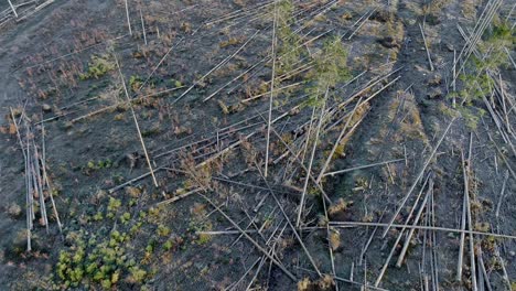 Aerial-over-cut-down-trees-in-forest,-timber-ready-for-pick-up,-Witow-in-Poland