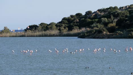 Slow-motion-shot-of-wild-flock-of-pink-flamingos-feeding-and-standing-in-shallow-coastal-lagoon-close-to-beach-in-Sardinia,-Italy