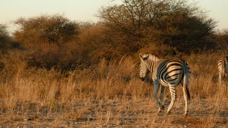 Zebraspaziergang-Bei-Sonnenuntergang-In-Botswana