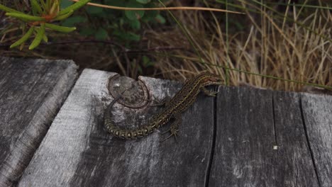 Scared-Viviparous-Lizard-Hiding-Under-A-Wooden-Table-In-The-Forest---High-Angle-Shot